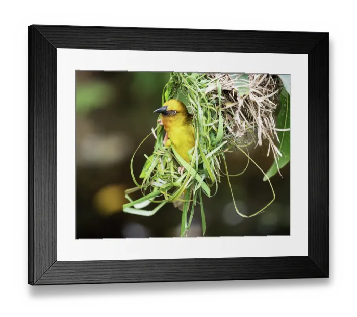 Framed Print : RF - Cape weaver (Ploceus capensis) male displaying, looking out from nest, Breeda Trading Post, Malgas, Cape Province, South Africa