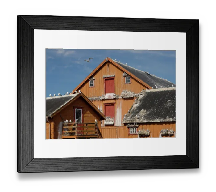 Framed Print : Kittiwakes (Rissa tridactyla) nesting on a house, Vardo, Norway. July Framed Print : Kittiwakes (Rissa tridactyla) nesting on a house, Vardo, Norway. July