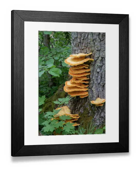 Framed Print : Chicken of the woods fungus (Laetiporus sulphureus) growing on tree trunk, Estonia. May