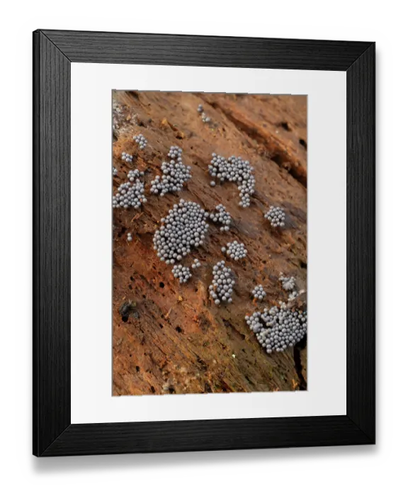 Framed Print : Slime mould (Cribraria argillacea) growing on rotten log, Surrey, England, UK. October Framed Print : Slime mould (Cribraria argillacea) growing on rotten log, Surrey, England, UK. October