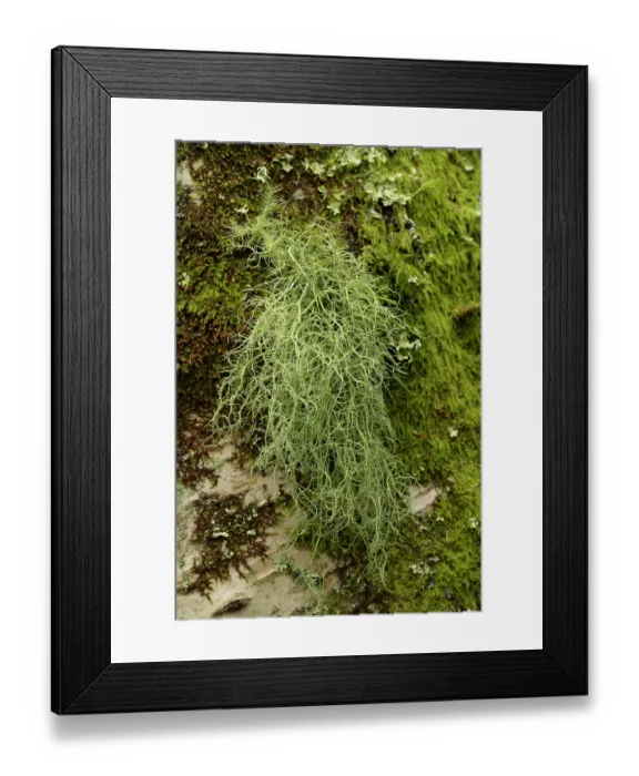 Framed Print : Beard lichen (Usnea subfloridana) in temperate rainforest, Lustleigh Cleave, Dartmoor, Devon, England, UK. November Framed Print : Beard lichen (Usnea subfloridana) in temperate rainforest, Lustleigh Cleave, Dartmoor, Devon, England, UK. November