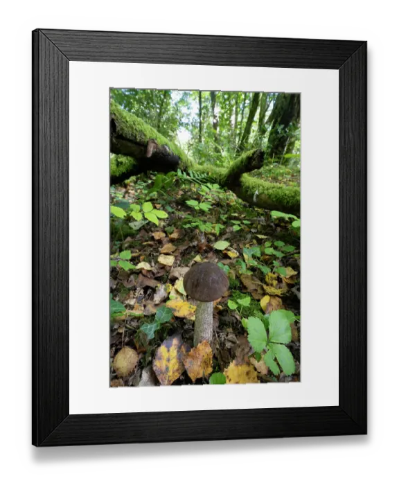 Framed Print : Brown birch bolete (Leccinum scabrum) mushroom on woodland floor, Sussex, England, UK. September Framed Print : Brown birch bolete (Leccinum scabrum) mushroom on woodland floor, Sussex, England, UK. September