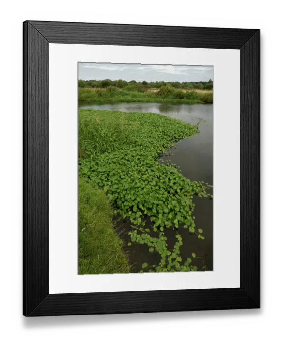 Framed Print : Floating pennywort (Hydrocotyle ranunculoides) growing along edge of river - highly invasive plant of rivers and waterways in UK. River Wey, Surrey, England, UK. August Framed Print : Floating pennywort (Hydrocotyle ranunculoides) growing along edge of river - highly invasive plant of rivers and waterways in UK. River Wey, Surrey, England, UK. August