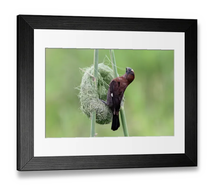 Framed Print : Thick-billed weaver (Amblyospiza albifrons) male, nest building, Balgowan, KwaZulu Natal, South Africa Framed Print : Thick-billed weaver (Amblyospiza albifrons) male, nest building, Balgowan, KwaZulu Natal, South Africa
