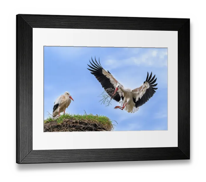Framed Print : White storks (Ciconia ciconia) pair, female on nest with male landing with nesting material in beak, Zwin Nature Park, Knokke, West Flanders, Belgium. February Framed Print : White storks (Ciconia ciconia) pair, female on nest with male landing with nesting material in beak, Zwin Nature Park, Knokke, West Flanders, Belgium. February