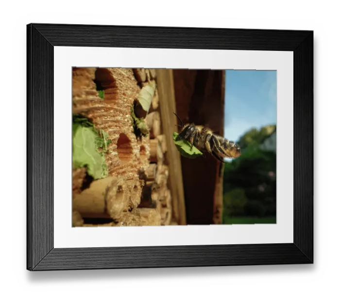 Framed Print : Wood-carving leafcutter bee (Megachile ligniseca) female, flying towards an insect hotel carrying a leaf to seal her nest, Wiltshire garden, UK. July