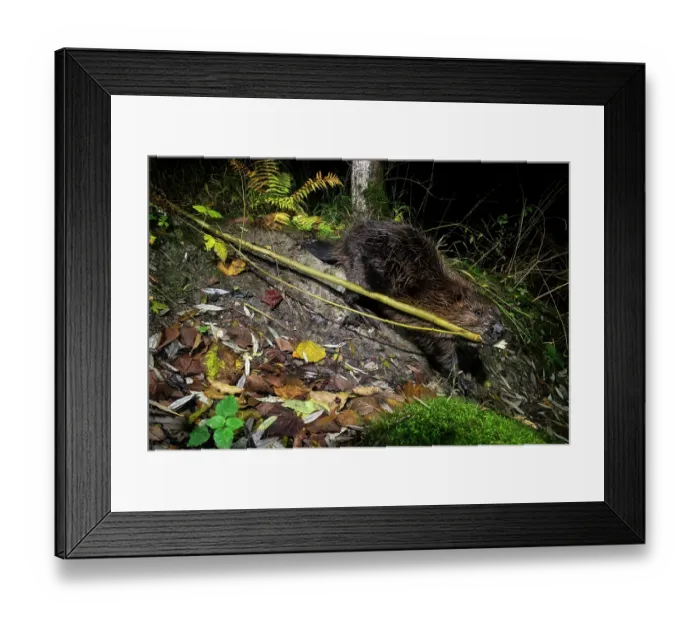 Framed Print : Eurasian beaver (Castor fiber) dragging branches to its dam at night, Lucerne, Switzerland. November. Camera trap image Framed Print : Eurasian beaver (Castor fiber) dragging branches to its dam at night, Lucerne, Switzerland. November. Camera trap image