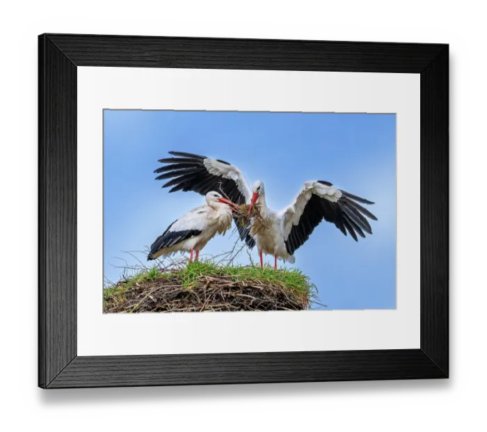 Framed Print : White storks (Ciconia ciconia) pair reinforcing old nest from previous spring with twigs and sticks for nesting, Zwin Nature Park, Knokke, West Flanders, Belgium. February Framed Print : White storks (Ciconia ciconia) pair reinforcing old nest from previous spring with twigs and sticks for nesting, Zwin Nature Park, Knokke, West Flanders, Belgium. February