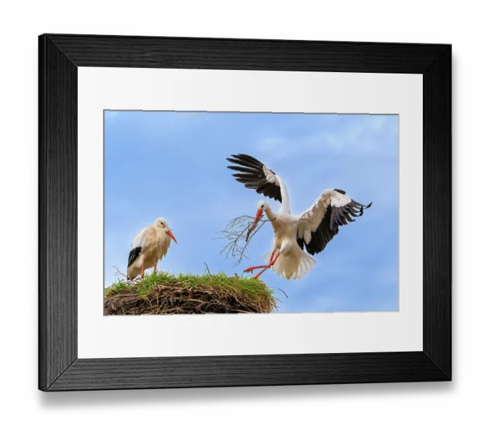 Framed Print : White storks (Ciconia ciconia) pair, female on nest with male landing with nesting material in beak, Zwin Nature Park, Knokke, West Flanders, Belgium. February Framed Print : White storks (Ciconia ciconia) pair, female on nest with male landing with nesting material in beak, Zwin Nature Park, Knokke, West Flanders, Belgium. February