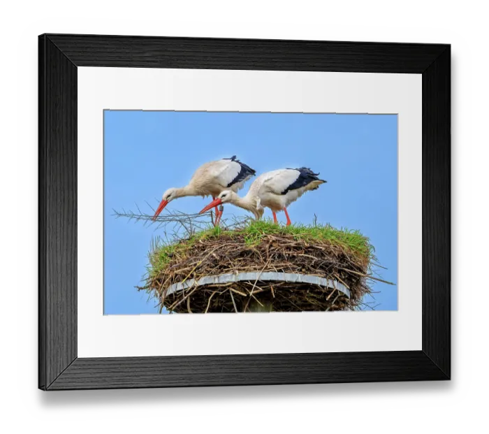 Framed Print : White storks (Ciconia ciconia) pair, reinforcing old nest from previous spring with twigs and sticks for nesting, Zwin Nature Park, Knokke, West Flanders, Belgium. February Framed Print : White storks (Ciconia ciconia) pair, reinforcing old nest from previous spring with twigs and sticks for nesting, Zwin Nature Park, Knokke, West Flanders, Belgium. February