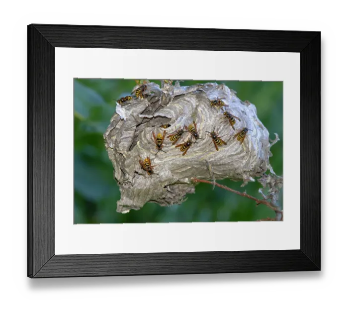 Framed Print : Group of Tree wasps (Vespula sylvestris) building their nest in a garden, Ovada, Piedmont, Italy. August Framed Print : Group of Tree wasps (Vespula sylvestris) building their nest in a garden, Ovada, Piedmont, Italy. August