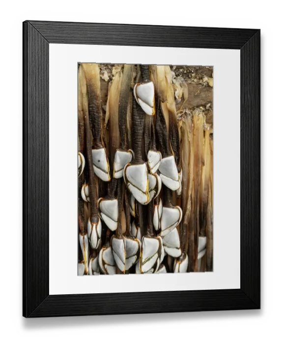 Framed Print : Common goose barnacles (Lepas anatifera) attached to large log washed in by winter storm, Boscastle, Cornwall, England, UK. December Framed Print : Common goose barnacles (Lepas anatifera) attached to large log washed in by winter storm, Boscastle, Cornwall, England, UK. December