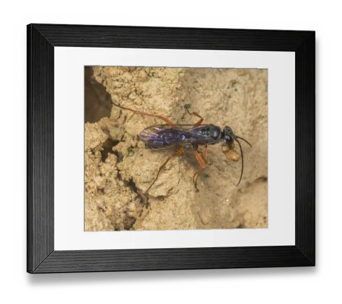 Framed Print : Red-legged spider wasp (Auplopus mellipes) collecting mud ball for its nest, Montgomery County, Pennsylvania, USA. June Framed Print : Red-legged spider wasp (Auplopus mellipes) collecting mud ball for its nest, Montgomery County, Pennsylvania, USA. June