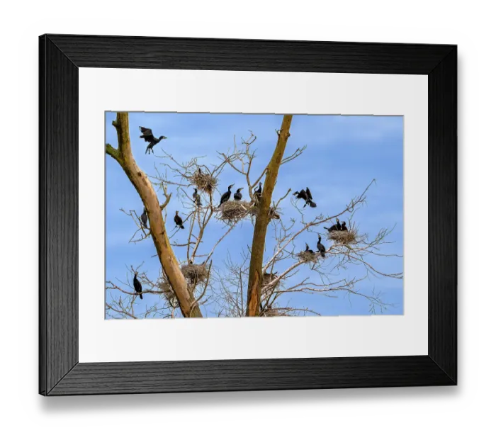 Framed Print : Breeding colony of Great cormorants (Phalacrocorax carbo) nesting in dead tree in wetland in spring, Belgium. April Framed Print : Breeding colony of Great cormorants (Phalacrocorax carbo) nesting in dead tree in wetland in spring, Belgium. April
