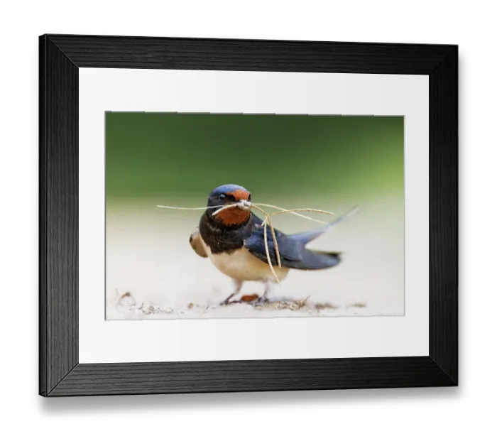 Framed Print : European swallow (Hirundo rustica) collecting nesting material on the ground, Pusztaszer, Hungary. April Framed Print : European swallow (Hirundo rustica) collecting nesting material on the ground, Pusztaszer, Hungary. April