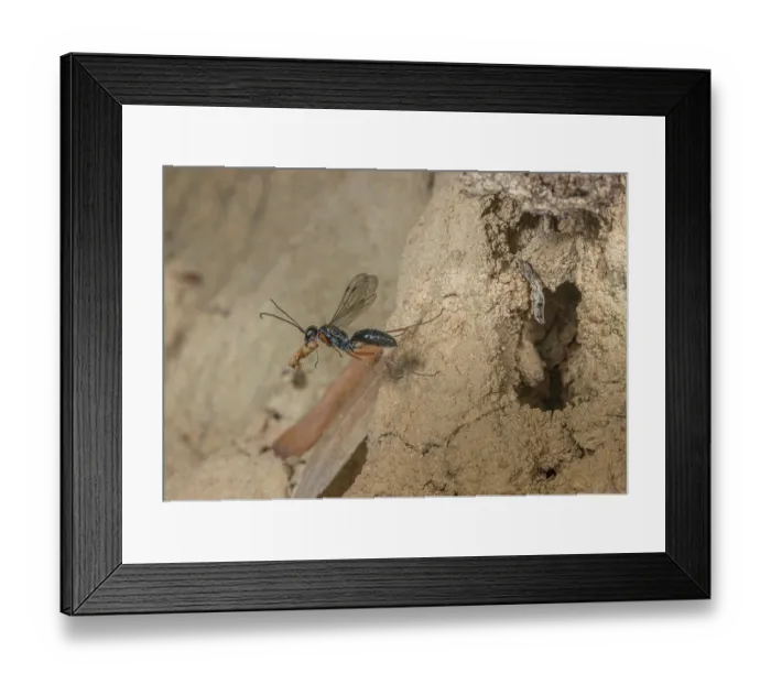 Framed Print : Red-legged spider wasp (Auplopus mellipes) collecting mud ball for its nest, Montgomery County, Pennsylvania, USA. June Framed Print : Red-legged spider wasp (Auplopus mellipes) collecting mud ball for its nest, Montgomery County, Pennsylvania, USA. June