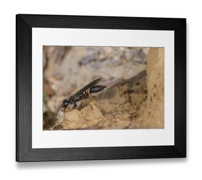 Framed Print : Thread-waisted wasp (Podium luctuosum) female gathering mud for nest, Montgomery County, Pennsylvania, USA. June Framed Print : Thread-waisted wasp (Podium luctuosum) female gathering mud for nest, Montgomery County, Pennsylvania, USA. June