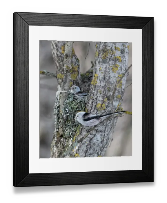 Framed Print : Long-tailed bushtits (Aegithalos caudatus caudatus) pair, building nest in a tree, Finland. March Framed Print : Long-tailed bushtits (Aegithalos caudatus caudatus) pair, building nest in a tree, Finland. March