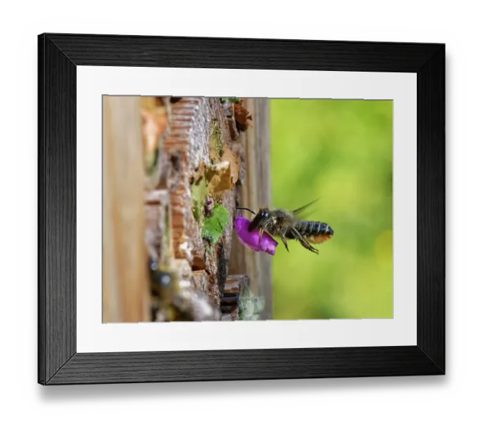 Framed Print : Wood-carving leafcutter bee (Megachile ligniseca) female flying to an insect hotel with a circle of purple Rose petal she has cut to seal her nest with, Wiltshire garden, UK, July Framed Print : Wood-carving leafcutter bee (Megachile ligniseca) female flying to an insect hotel with a circle of purple Rose petal she has cut to seal her nest with, Wiltshire garden, UK, July