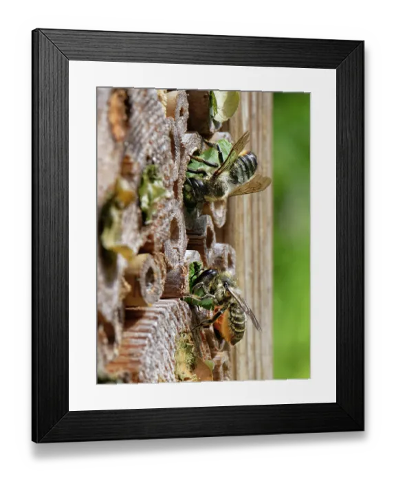 Framed Print : Two Wood-carving leafcutter bee (Megachile ligniseca) females sealing their nest burrows with circles of rose leaves they have cut, Wiltshire, England, UK. July Framed Print : Two Wood-carving leafcutter bee (Megachile ligniseca) females sealing their nest burrows with circles of rose leaves they have cut, Wiltshire, England, UK. July