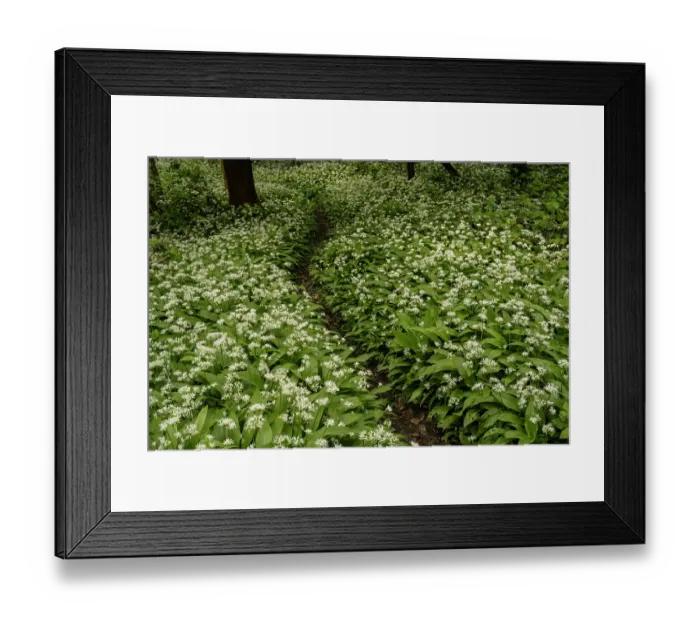 Framed Print : Wild garlic (Allium ursinum) growing in ancient woodland, Surrey, England, UK April Framed Print : Wild garlic (Allium ursinum) growing in ancient woodland, Surrey, England, UK April