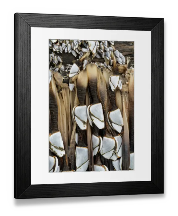 Framed Print : Common goose barnacles (Lepas anatifera) attached to large log washed in by winter storm, Boscastle, Cornwall, England, UK. December Framed Print : Common goose barnacles (Lepas anatifera) attached to large log washed in by winter storm, Boscastle, Cornwall, England, UK. December