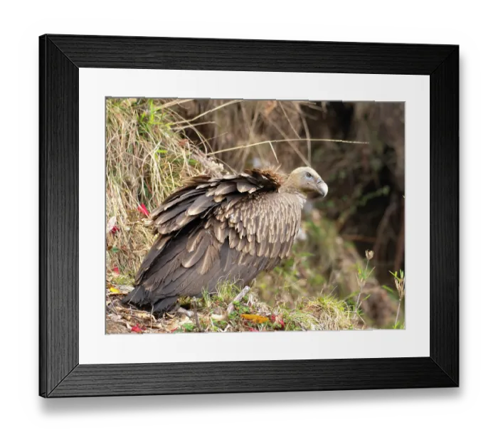 Framed Print : Himalayan griffon (Gyps himalayensis) perched among rocks, enroute to Munsiari, Uttarkahand, India Framed Print : Himalayan griffon (Gyps himalayensis) perched among rocks, enroute to Munsiari, Uttarkahand, India