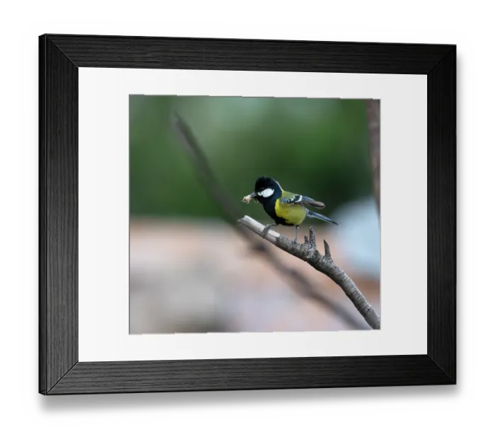 Framed Print : Green backed tit (Parus monticolus) perched on branch with insect in beak, Munsiyari, Uttarakhand, India Framed Print : Green backed tit (Parus monticolus) perched on branch with insect in beak, Munsiyari, Uttarakhand, India