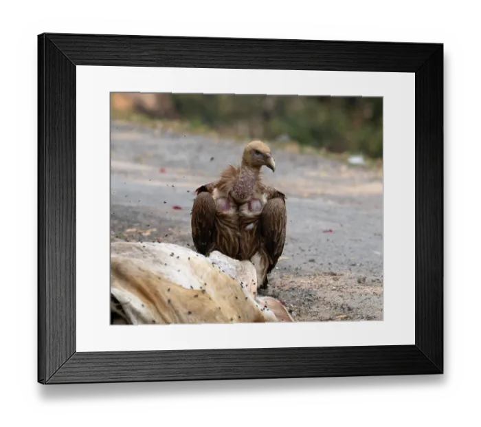 Framed Print : Himalayan griffon (Gyps himalayensis) standing at roadside, enroute to Munsiari, Uttarkahand, India Framed Print : Himalayan griffon (Gyps himalayensis) standing at roadside, enroute to Munsiari, Uttarkahand, India