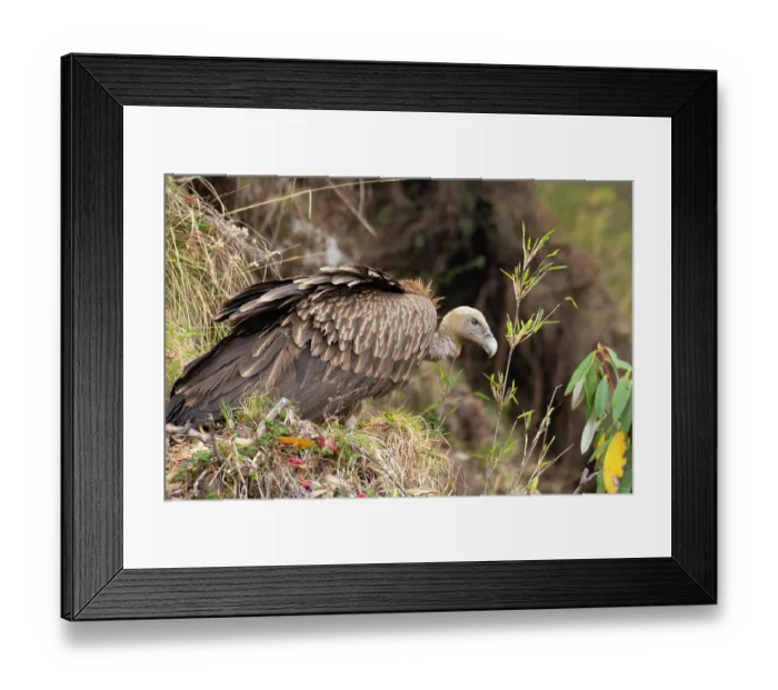Framed Print : Himalayan griffon (Gyps himalayensis) perched among rocks, enroute to Munsiari, Uttarkahand, India Framed Print : Himalayan griffon (Gyps himalayensis) perched among rocks, enroute to Munsiari, Uttarkahand, India