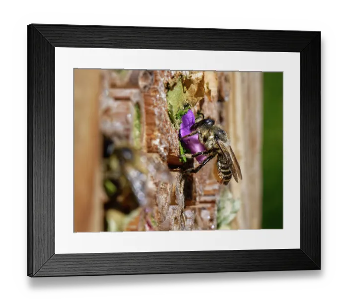 Framed Print : Wood-carving leafcutter bee (Megachile ligniseca) female, at an insect hotel with a circle of purple Rose petal she has cut to seal her nest, Wiltshire, England, UK. July Framed Print : Wood-carving leafcutter bee (Megachile ligniseca) female, at an insect hotel with a circle of purple Rose petal she has cut to seal her nest, Wiltshire, England, UK. July