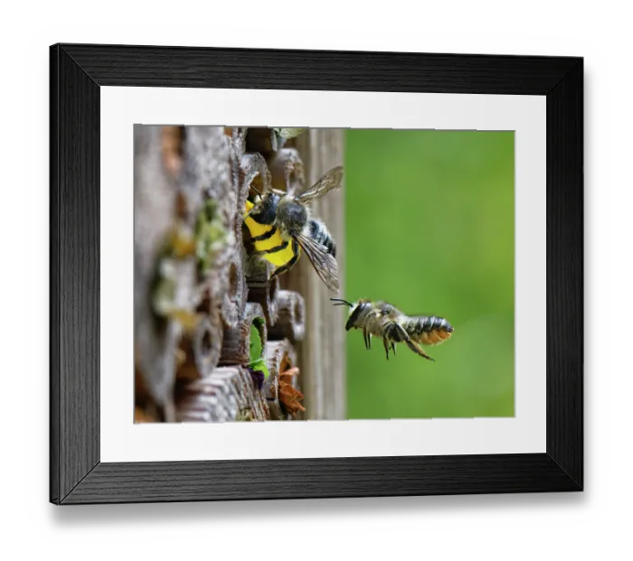 Framed Print : Wood-carving leafcutter bee (Megachile ligniseca) female, using a circle of yellow flower petal to seal her nest with another female fying nearby, Wiltshire, England, UK. July Framed Print : Wood-carving leafcutter bee (Megachile ligniseca) female, using a circle of yellow flower petal to seal her nest with another female fying nearby, Wiltshire, England, UK. July