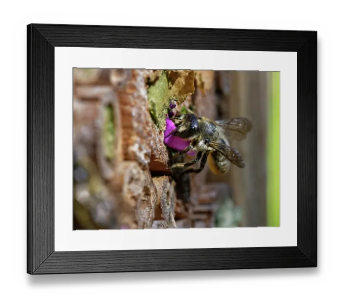 Framed Print : Wood-carving leafcutter bee (Megachile ligniseca) female sealing her nest burrow in an insect hotel with a circle of purple Rose petal she has cut, Wiltshire garden, UK, July Framed Print : Wood-carving leafcutter bee (Megachile ligniseca) female sealing her nest burrow in an insect hotel with a circle of purple Rose petal she has cut, Wiltshire garden, UK, July