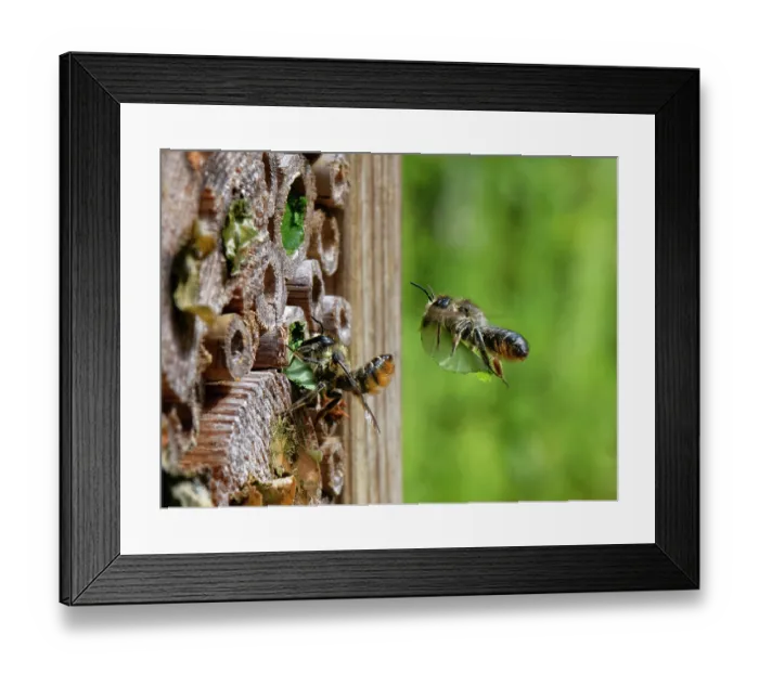 Framed Print : Wood-carving leafcutter bee (Megachile ligniseca) female flying towards an insect hotel with a circle of rose leaf to seal her nest Framed Print : Wood-carving leafcutter bee (Megachile ligniseca) female flying towards an insect hotel with a circle of rose leaf to seal her nest