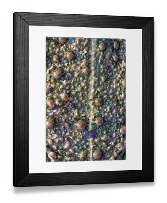 Framed Print : Natterjack toad (Epidalea calamita) close up of skin showing poison glands and vertebral stripe, Millingerwaard, The Netherlands. March Framed Print : Natterjack toad (Epidalea calamita) close up of skin showing poison glands and vertebral stripe, Millingerwaard, The Netherlands. March