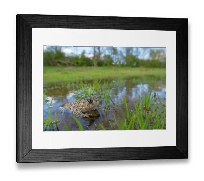 Framed Print : Natterjack toad (Epidalea calamita) resting in shallow water, Millingerwaard, The Netherlands. March Framed Print : Natterjack toad (Epidalea calamita) resting in shallow water, Millingerwaard, The Netherlands. March