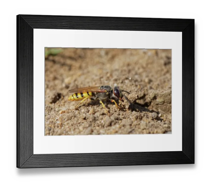Framed Print : Bee wolf  /  Bee-killer wasp (Philanthus triangulum) female, using her jaws to excavates a nest burrow in a sandy path through heathland, Dorset, England, UK. July