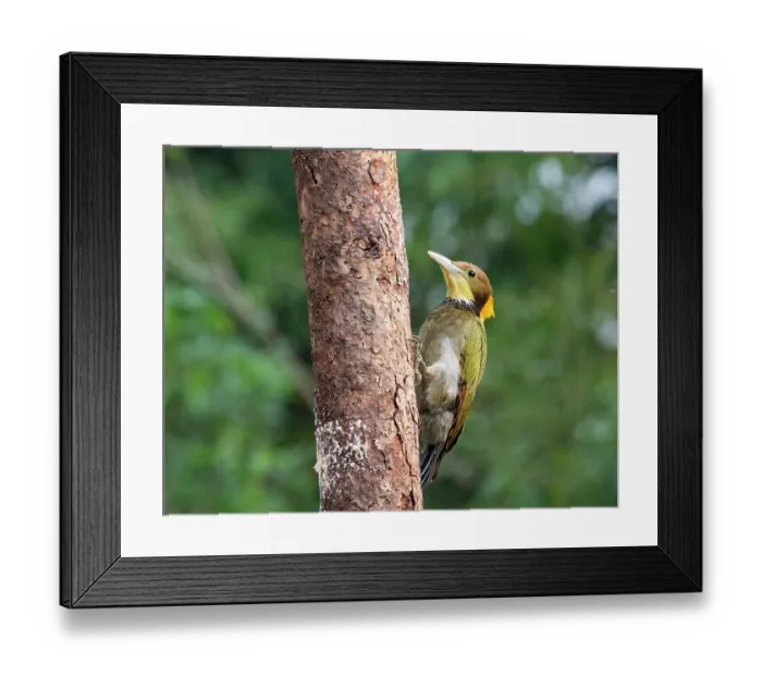 Framed Print : Greater yellownape (Chrysophlegma flavinucha) male, perched on side of tree trunk, Sattal, Uttarakhand, India