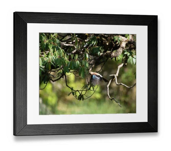 Framed Print : Eurasian jay (Garrulus glandarius) taking flight from branch, Munsiari, Uttarakhand, India