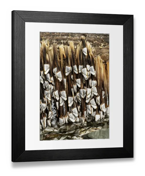 Framed Print : Common goose barnacles (Lepas anatifera) attached to large log washed in by winter storm, Boscastle, Cornwall, England, UK. December Framed Print : Common goose barnacles (Lepas anatifera) attached to large log washed in by winter storm, Boscastle, Cornwall, England, UK. December