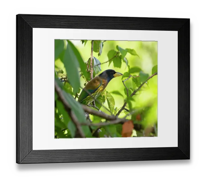 Framed Print : Great barbet (Psilopogon virens) perched on branch, Munsiyari, Uttarakhand, India Framed Print : Great barbet (Psilopogon virens) perched on branch, Munsiyari, Uttarakhand, India