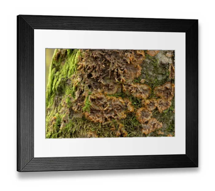 Framed Print : Wrinkled crust fungus (Phlebia radiata) growing on birch tree stump, Surrey, England, UK. October Framed Print : Wrinkled crust fungus (Phlebia radiata) growing on birch tree stump, Surrey, England, UK. October