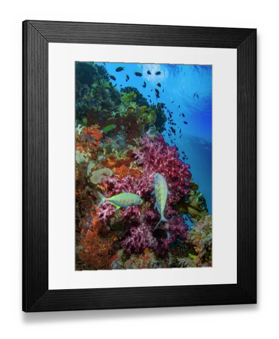 Framed Print : Orange-spotted trevally (Carangoides bajad) on a coral reef. This species may be entirely yellow in colour, or silvery blue with orange or gold spots, as seen here Framed Print : Orange-spotted trevally (Carangoides bajad) on a coral reef. This species may be entirely yellow in colour, or silvery blue with orange or gold spots, as seen here