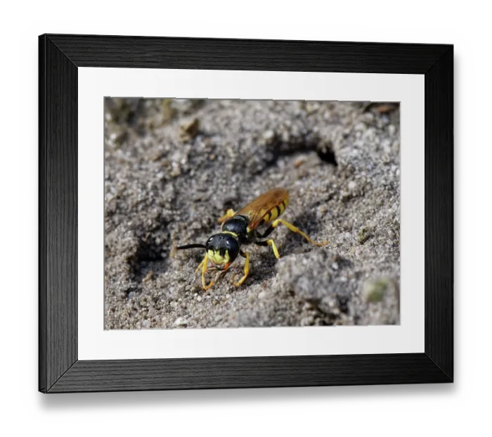 Framed Print : Bee wolf / Bee-killer wasp (Philanthus triangulum) female, using forelegs to scrape loose soil behind her as she seals her nest burrow entrance in a sandy slope in heathland Framed Print : Bee wolf / Bee-killer wasp (Philanthus triangulum) female, using forelegs to scrape loose soil behind her as she seals her nest burrow entrance in a sandy slope in heathland