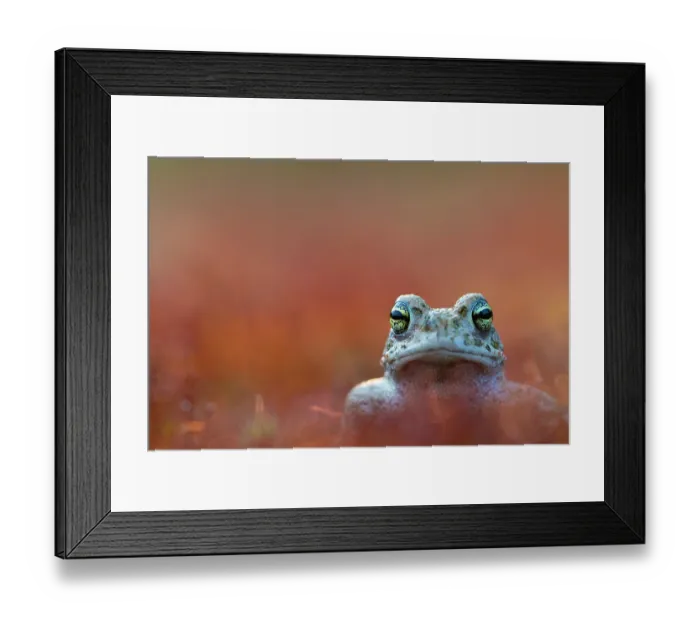 Framed Print : Natterjack toad (Epidalea calamita) portrait, Nijmegen, The Netherlands. May Framed Print : Natterjack toad (Epidalea calamita) portrait, Nijmegen, The Netherlands. May
