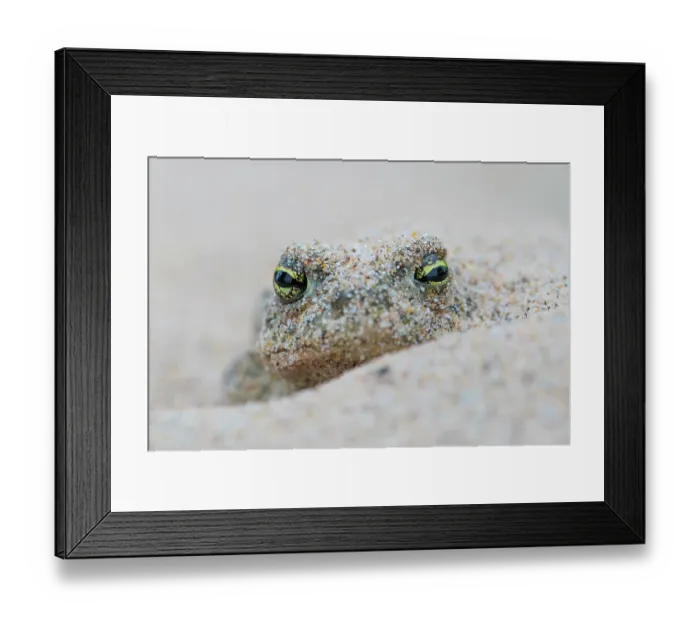 Framed Print : Natterjack toad (Epidalea calamita) buried in sand to stay cool during the day, Millingerwaard, The Netherlands. July