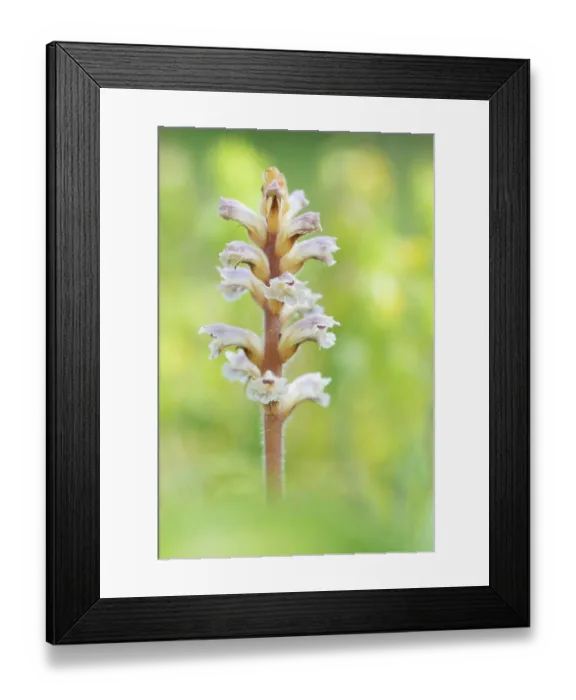 Framed Print : RF - Common / Lesser Broomrape (Orobanche minor) in flower, Nijmegen, The Netherlands. May. (This image may be licensed either as rights managed or royalty free.) Framed Print : RF - Common / Lesser Broomrape (Orobanche minor) in flower, Nijmegen, The Netherlands. May. (This image may be licensed either as rights managed or royalty free.)