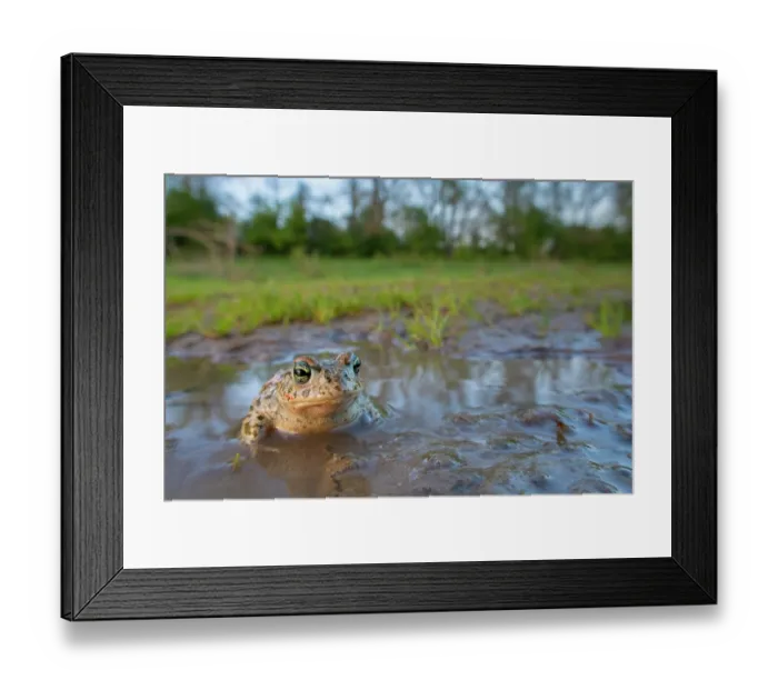 Framed Print : Natterjack toad (Epidalea calamita) resting in shallow, muddy water, Millingerwaard, The Netherlands. March Framed Print : Natterjack toad (Epidalea calamita) resting in shallow, muddy water, Millingerwaard, The Netherlands. March