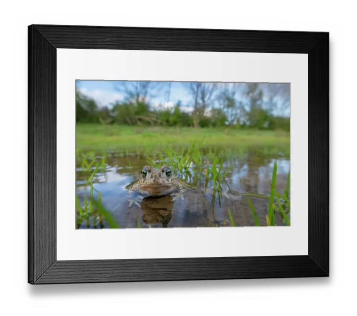 Framed Print : Natterjack toad (Epidalea calamita) submerged in shallow water, Millingerwaard, The Netherlands. March Framed Print : Natterjack toad (Epidalea calamita) submerged in shallow water, Millingerwaard, The Netherlands. March