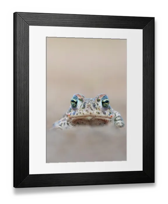 Framed Print : Natterjack toad (Epidalea calamita) head portrait, Millingerwaard, The Netherlands. April Framed Print : Natterjack toad (Epidalea calamita) head portrait, Millingerwaard, The Netherlands. April